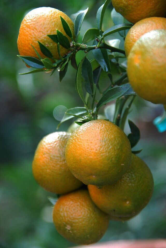 Orange Plants — Browse 4 varieties